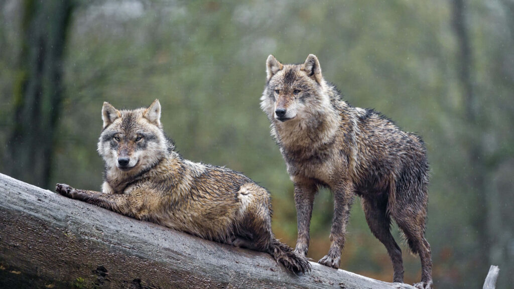 Serene Wolf Wallpaper: Two Wolves Resting in Gentle Rain