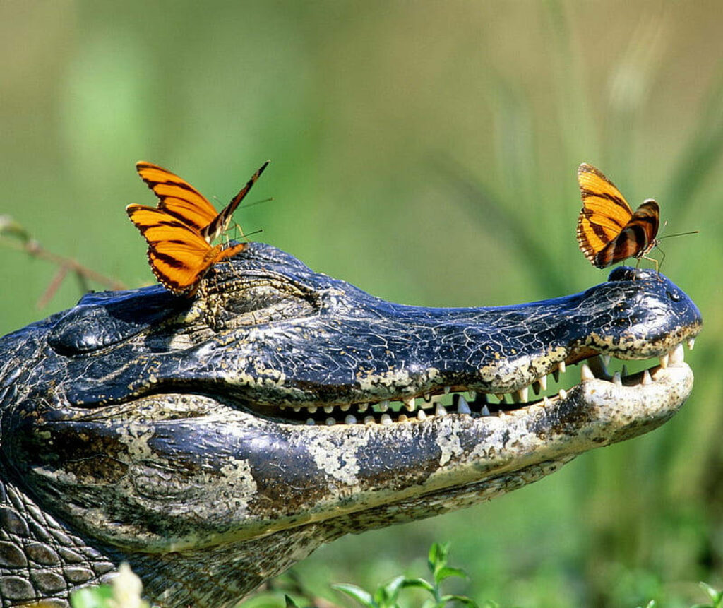 Serene Caiman and Vibrant Butterflies: A Captivating Nature Scene Wallpaper