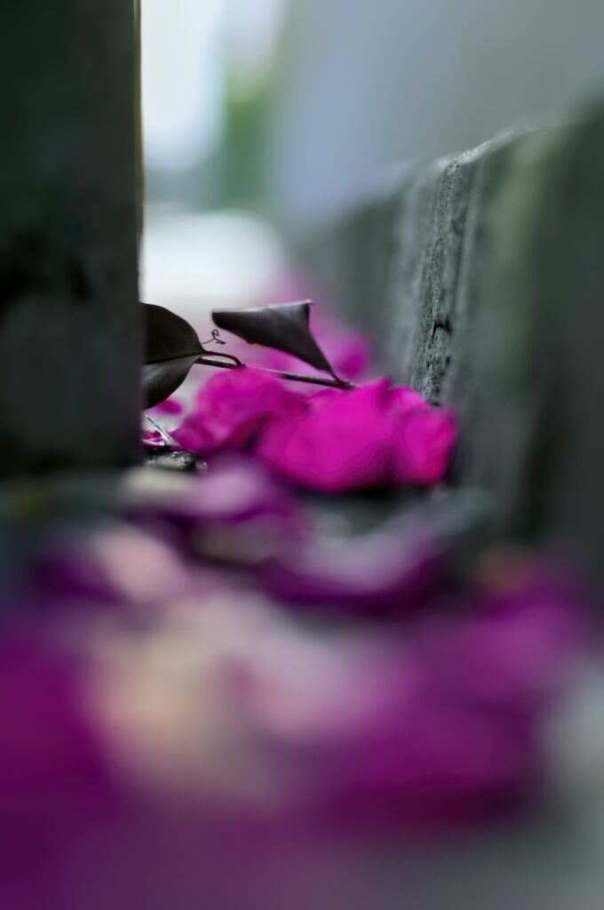 Vibrant Pink Petals Wallpaper: Serene Pathway & Dreamy Background