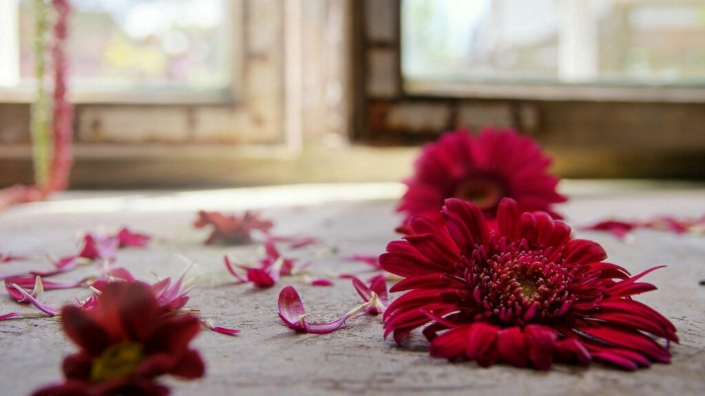 Vibrant Red Flower Wallpaper: Serene Rustic Background with Petals