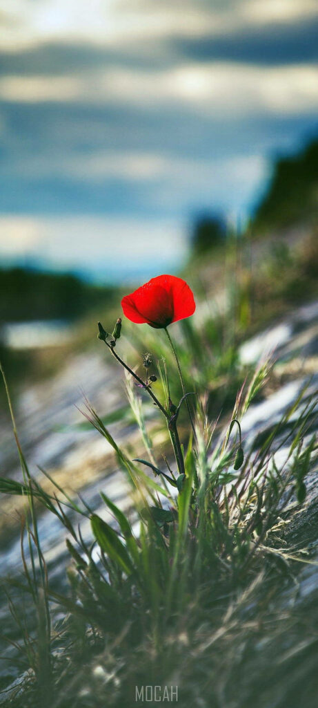 Solitary Red Poppy: Striking Wallpaper Against Blurred Greenery