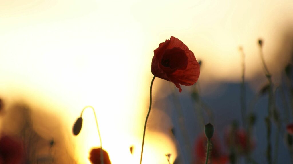 Vibrant Red Poppy Wallpaper: Serene Light and Shadow Background