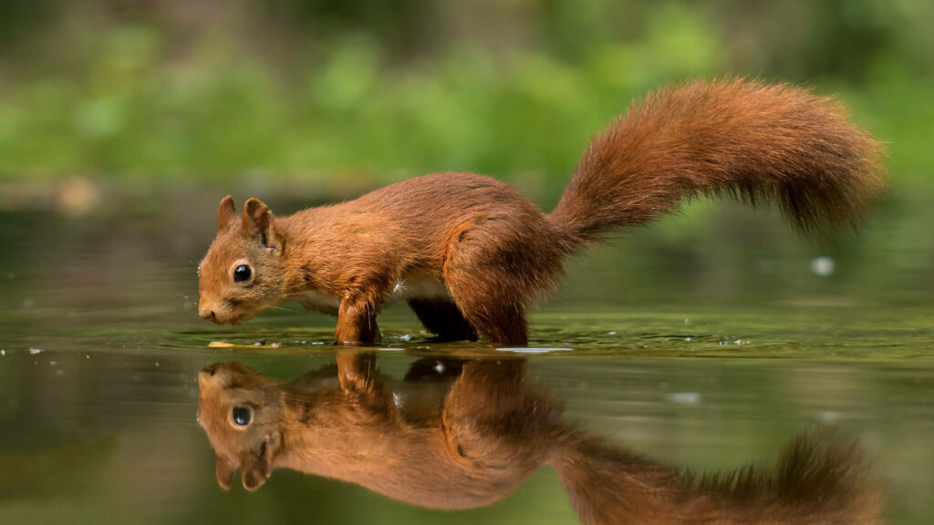 Vibrant Red Squirrel Wallpaper: Serene Reflection in Nature