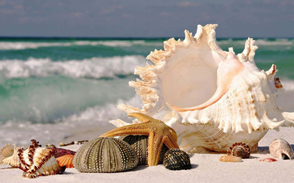 Serene Seashell & Starfish Wallpaper on Sandy Shore
