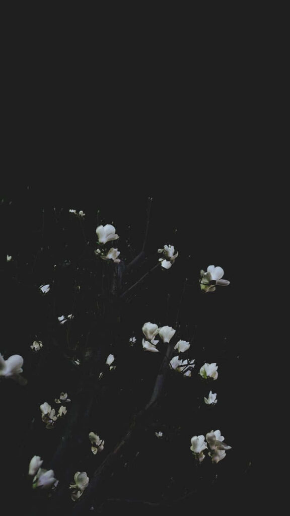 Serene Background: Delicate White Flowers on Dark Tree Branches Wallpaper