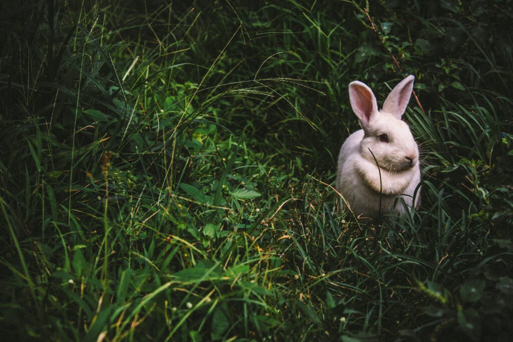 Tranquil White Rabbit in Lush Green Grass Wallpaper Background