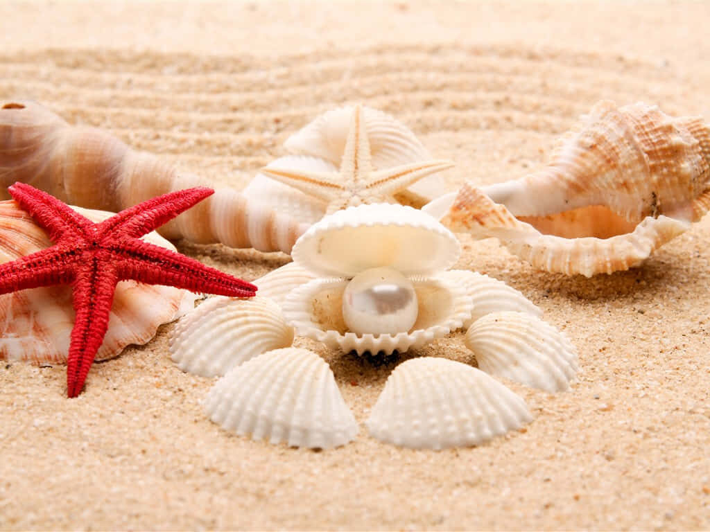 Serene Seashell Wallpaper: White Shells, Pearl & Red Starfish Design