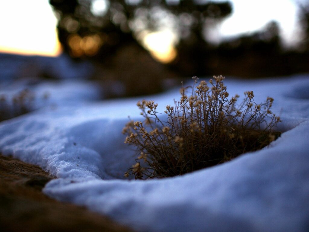 Winter to Spring Transition Wallpaper: Snow Melting, Budding Plants