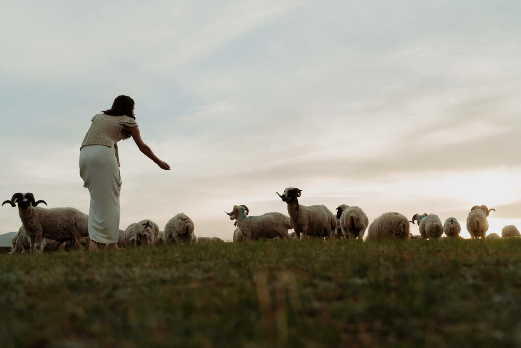 Peaceful Pastoral Scene: Woman Feeding Sheep at Sunset Background Wallpaper