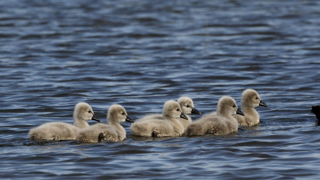 Serene Ducklings Wallpaper: Fluffy Charm on Rippling Water