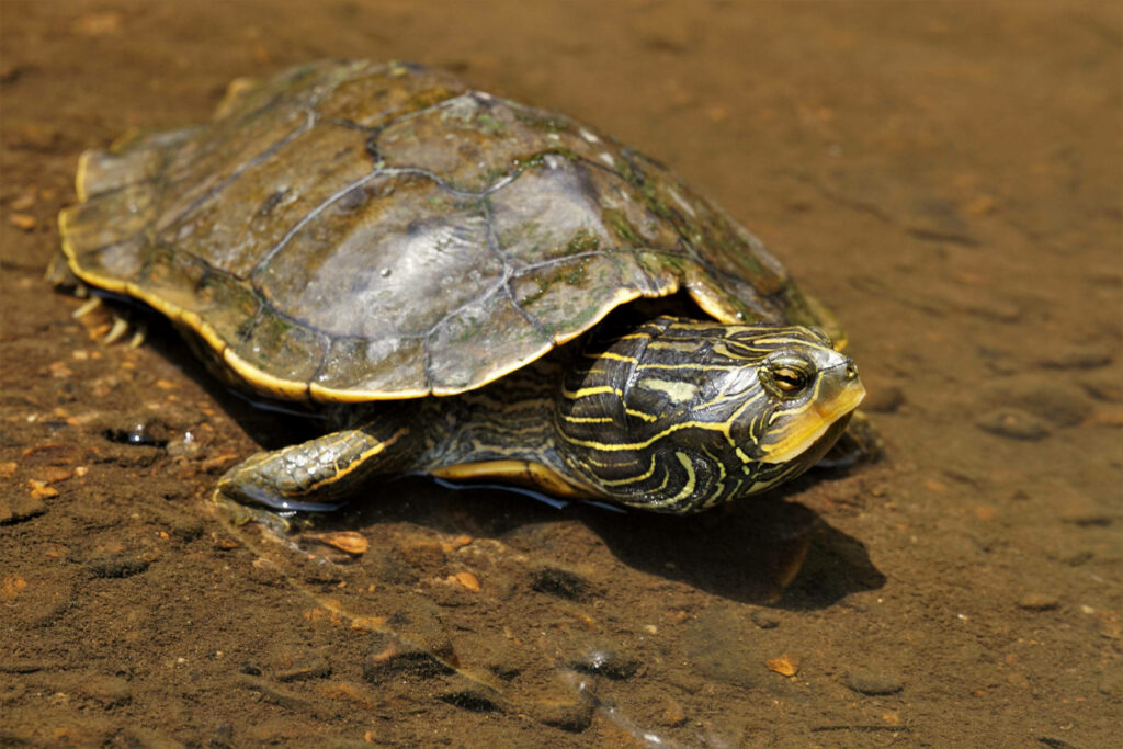 Serene Northern Map Turtle Wallpaper on Riverbed Background