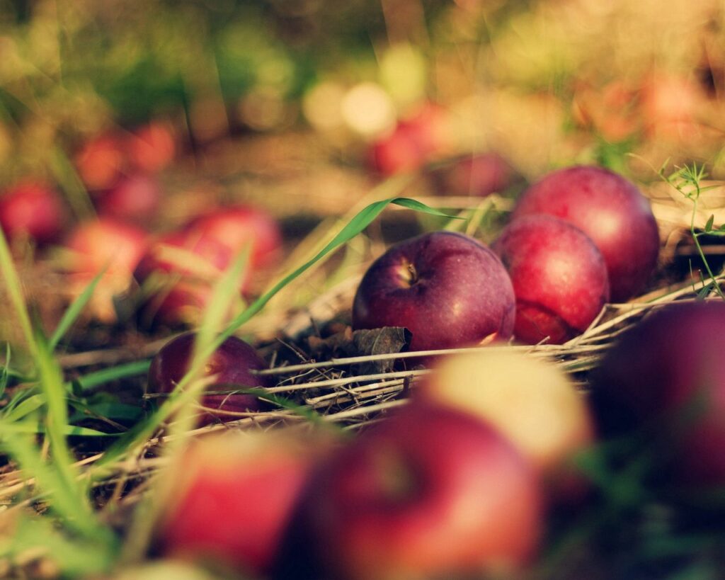 Serene Wallpaper: Ripe Red Apples on Green Grass