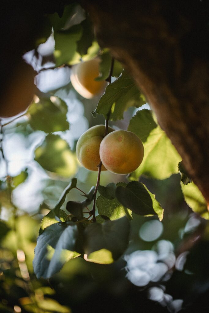 Serene Yellow Apricots Wallpaper Background with Lush Green Leaves