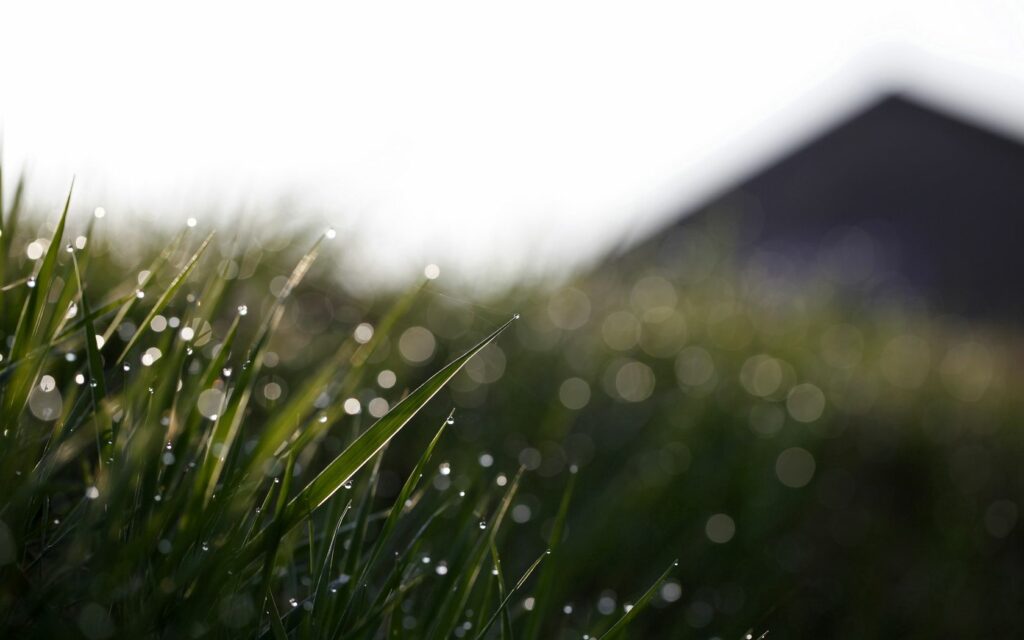 Serene Dewdrop Wallpaper: Calm Grass Background for Refreshing Vibes