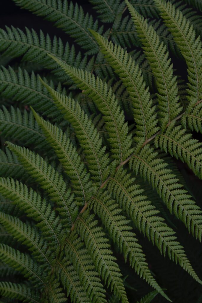 Vibrant Green Fern Leaves Wallpaper - Serene Nature Background