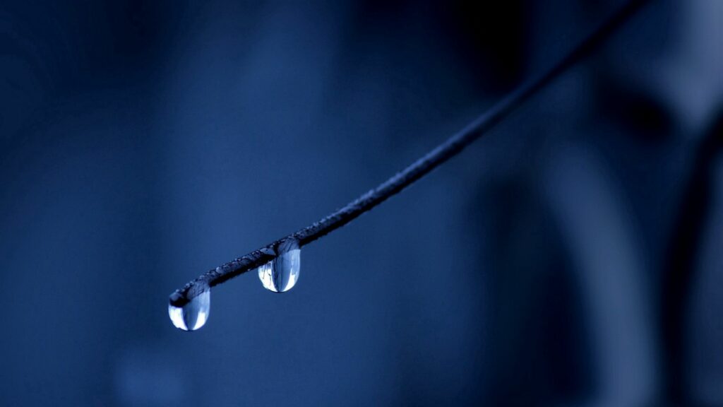 Serene Water Droplets Wallpaper Background - Soft Blurred Branch