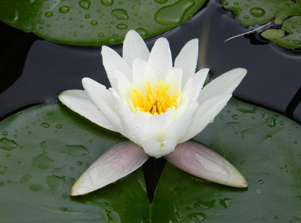 Serene Water Lily Pond Wallpaper: Tranquil Green Oasis Background
