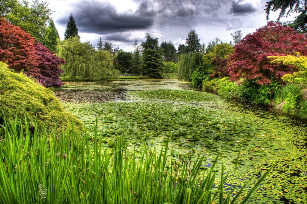Serene pond with lush water lilies dense green and red vegetation tall trees dramatic clouds wallpaper