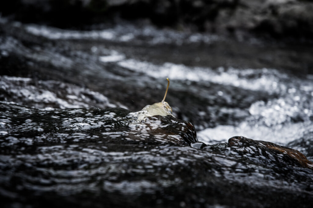 Serene Water Stream Wallpaper: Leaf on Rock with Natural Textures