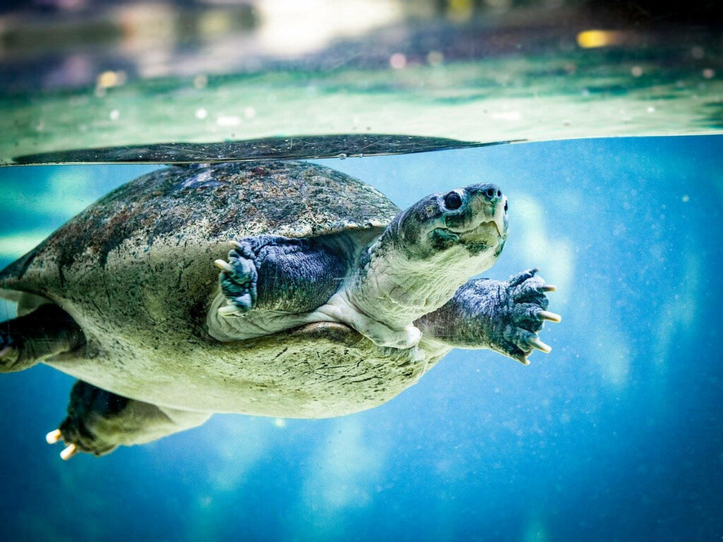 Serene Water Turtle Wallpaper in Crystal-Clear Zoo Tank Background