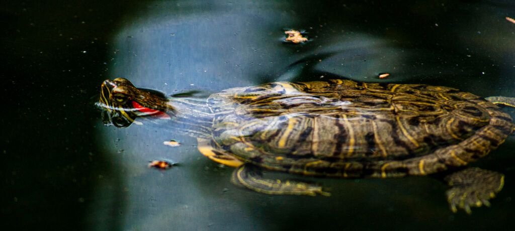 Serene Water Turtle Wallpaper: Tranquil Pond Escape Background