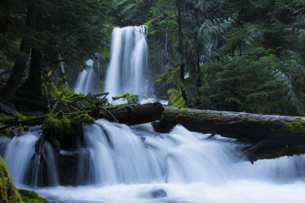 Serene waterfall over mossy rocks in lush forest with towering trees and vibrant greenery Wallpaper