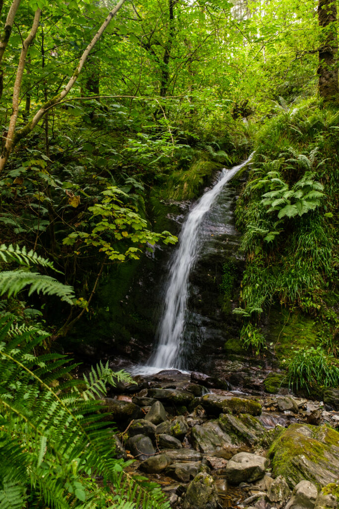 Serene waterfall over mossy stones surrounded by lush green ferns and vibrant forest plants Wallpaper