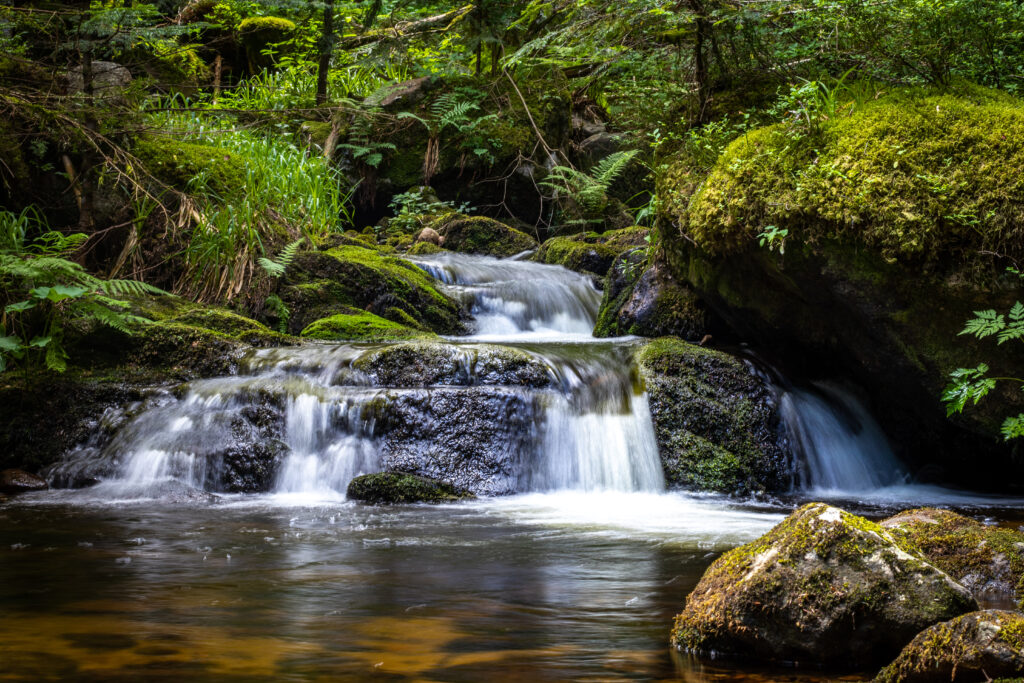 Serene waterfall cascading over mossy stones surrounded by lush green forest plants wallpaper background