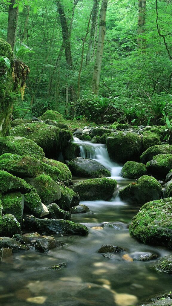 Serene waterfall flowing over mossy stones in lush green forest nature wallpaper background