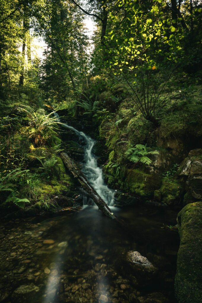 Tranquil waterfall over mossy rocks surrounded by lush ferns and sunlit forest trees wallpaper