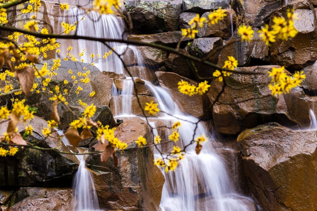Serene waterfall over rugged stones with vibrant yellow flowers and green leaves background wallpaper