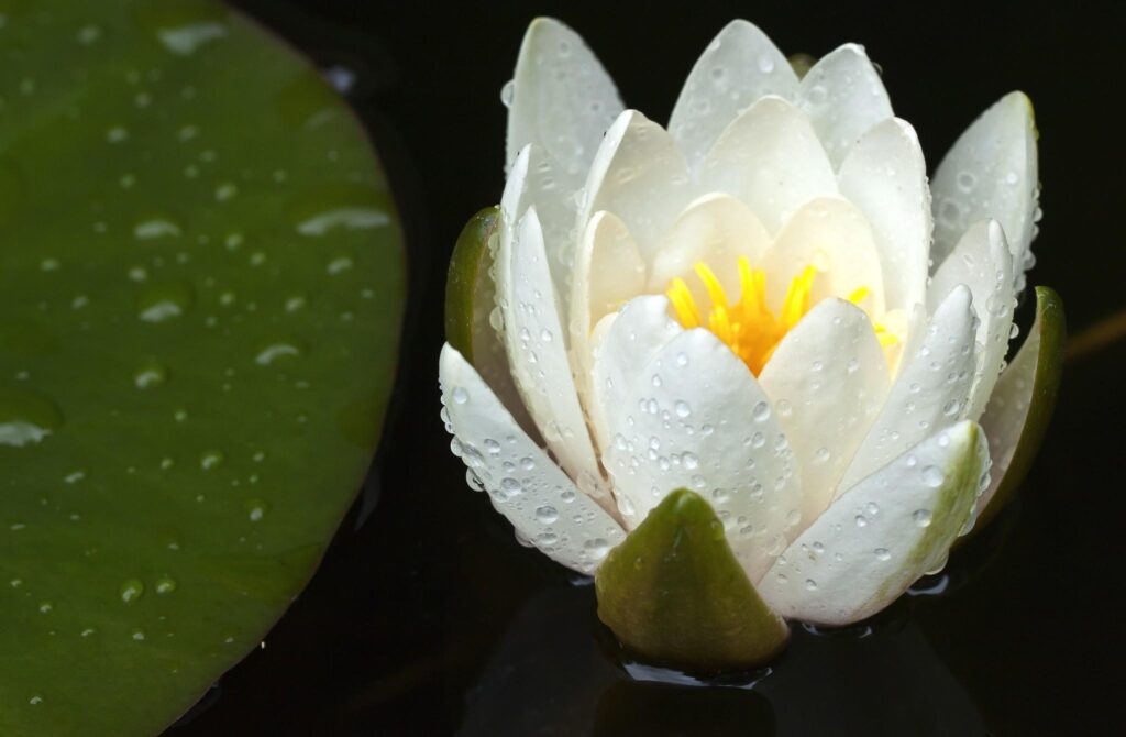 Tranquil Waterlily Wallpaper: Serene Blooms on Reflective Water
