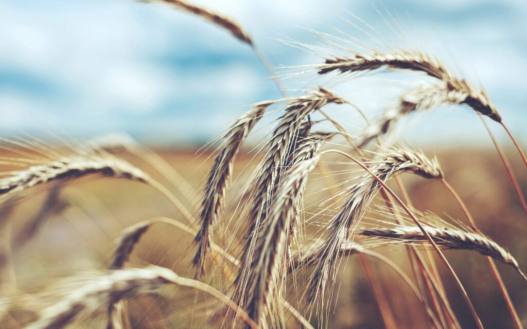 Serene Wheat Field Macro: Intricate Grain Details Wallpaper Background