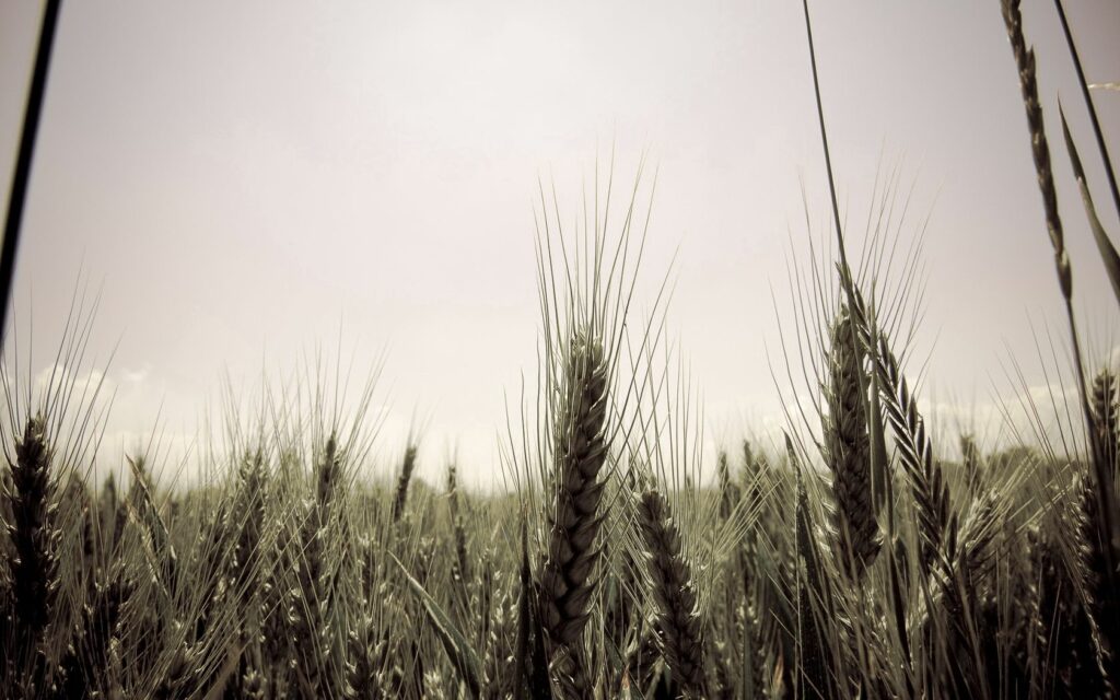 Calm Wheat Field Wallpaper: Tranquil Nature Background