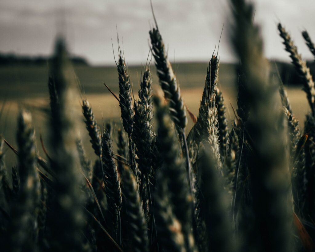 Serene Wheat Spikelets Wallpaper: Natural Beauty in Rural Landscapes