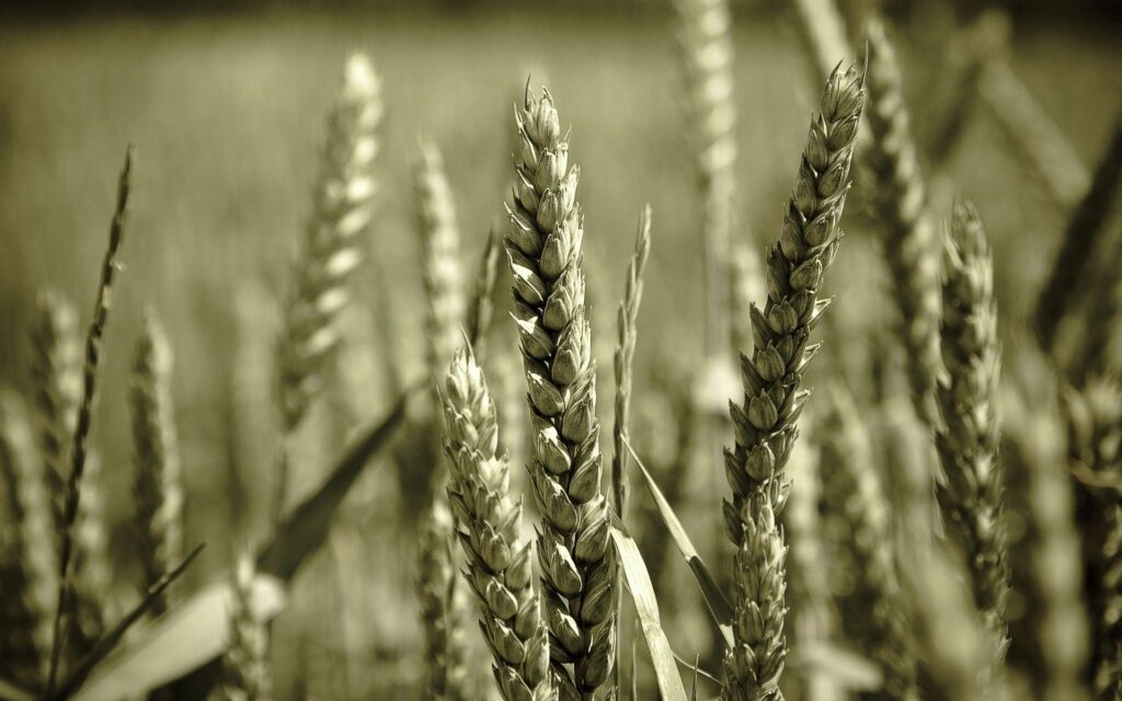 Serene Wheat Stalks Close-Up: Nature's Simple Beauty Wallpaper