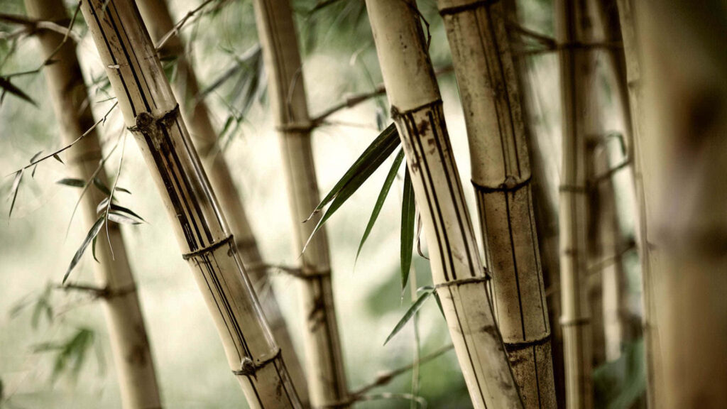 Close-up of dry white bamboo stalks with soft natural background serene earthy wallpaper