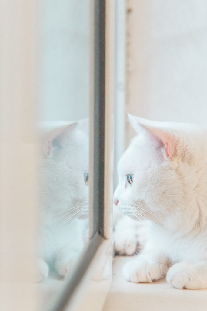 Serene Wallpaper: White Cat Gazing Out Window with Reflection