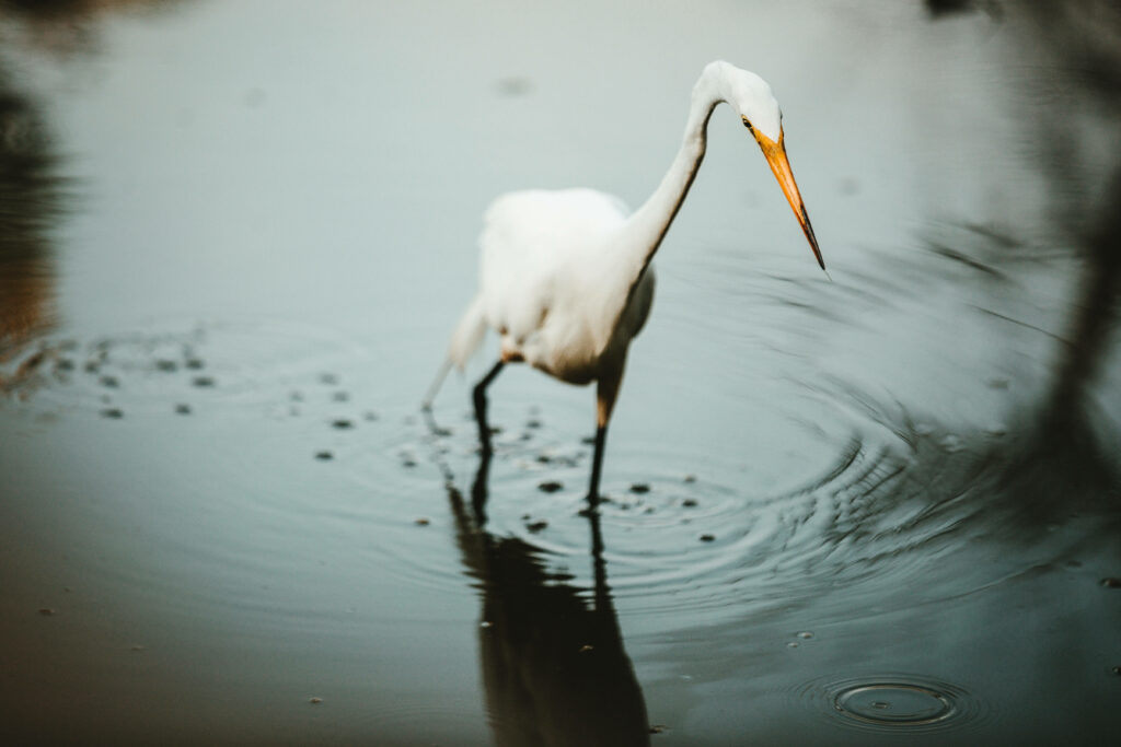 Serene White Crane Reflection Wallpaper - Tranquil Nature Background