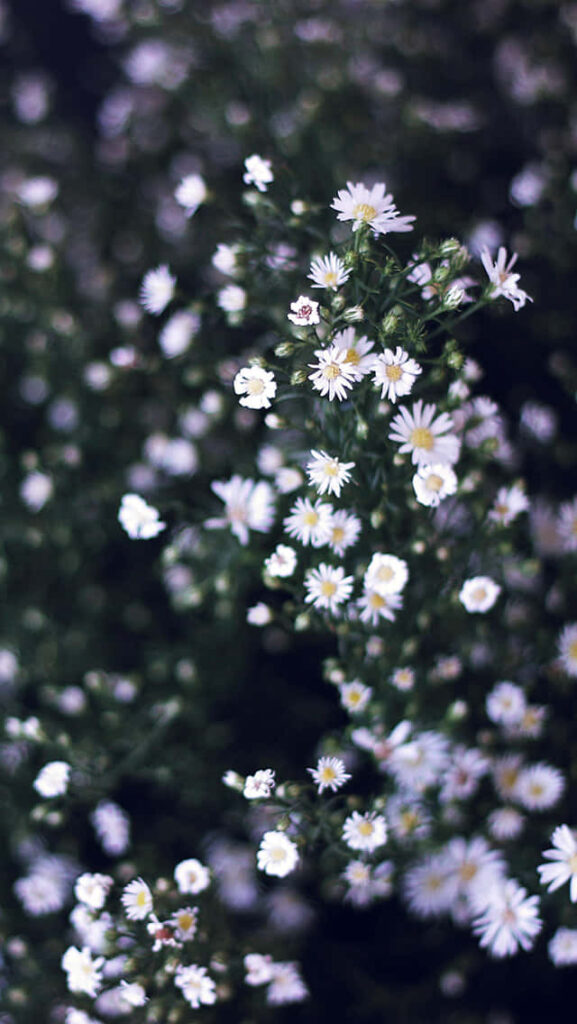 White Daisies Wallpaper: Serene Springtime Background for iPhone