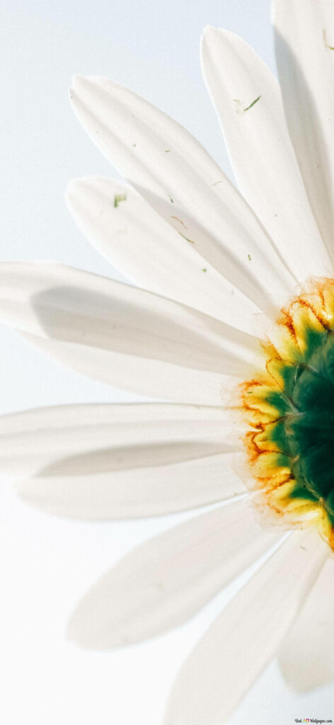 Pastel Daisy Wallpaper: Serene Floral Close-Up Background