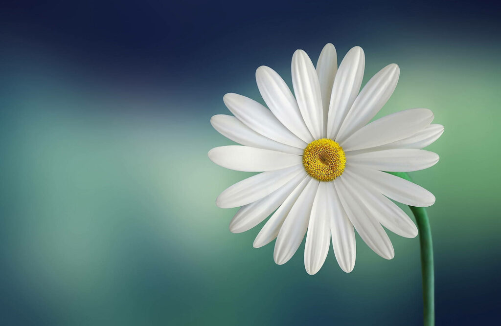 Serene White Daisy Wallpaper with Blue and Green Background