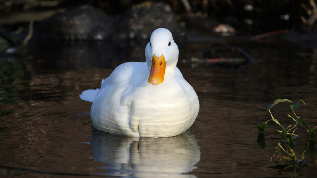 Serene Duck Wallpaper: White Duck on Calm Water Reflection