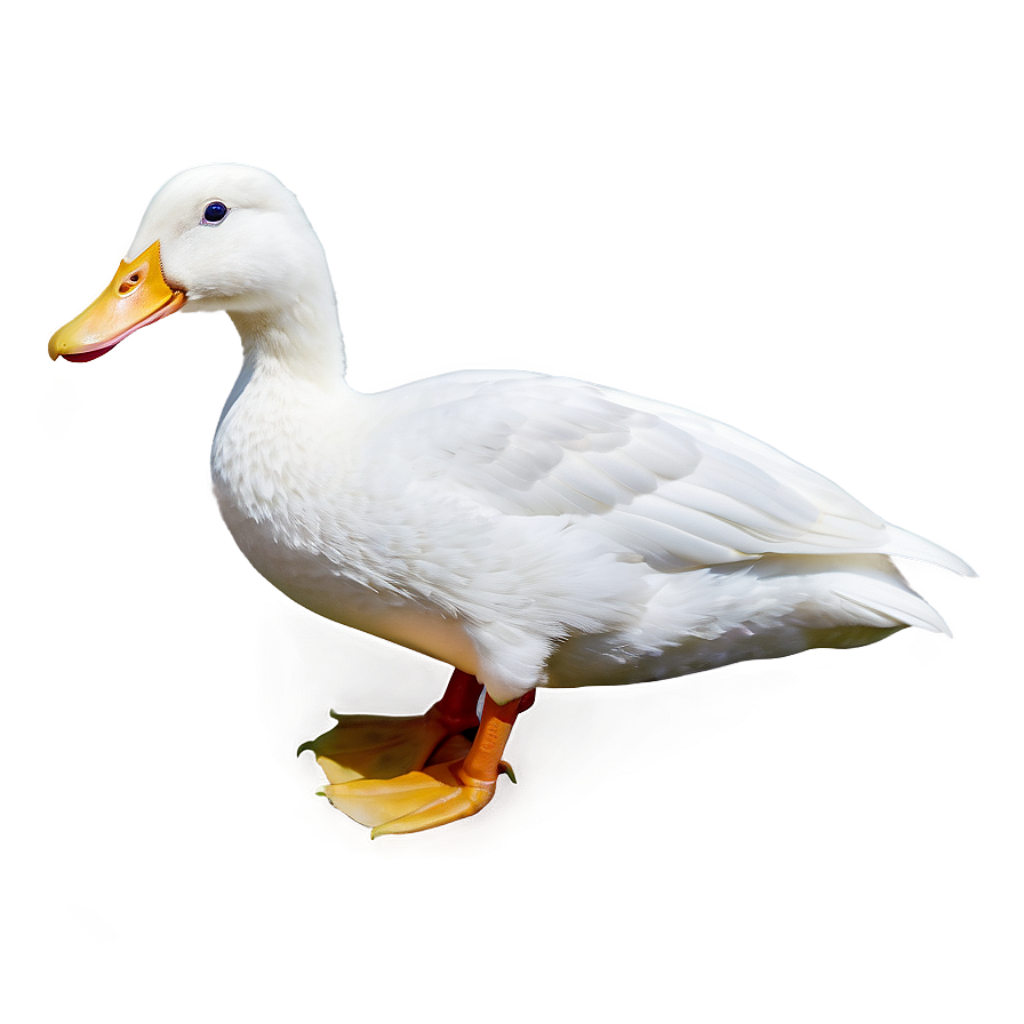 Serene White Duck Wallpaper: Bright Feathers on a Neutral Background