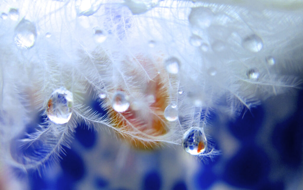 Serene White Feathers with Dew Drops - Elegant Wallpaper Background