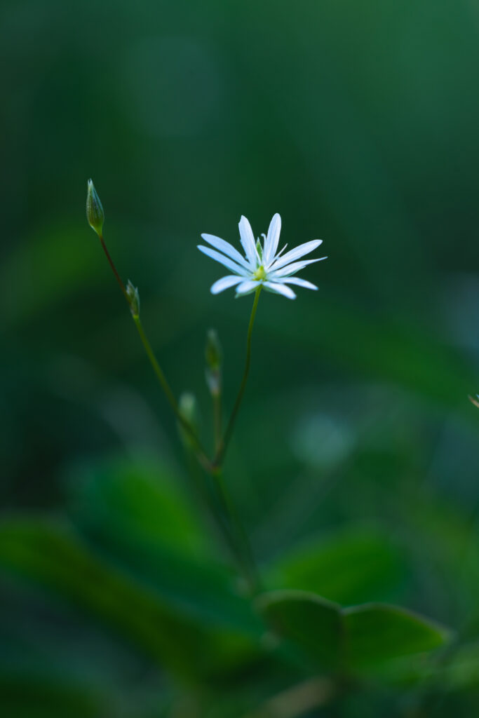 Serene Macro Shot of Delicate White Flower with Greenery Wallpaper