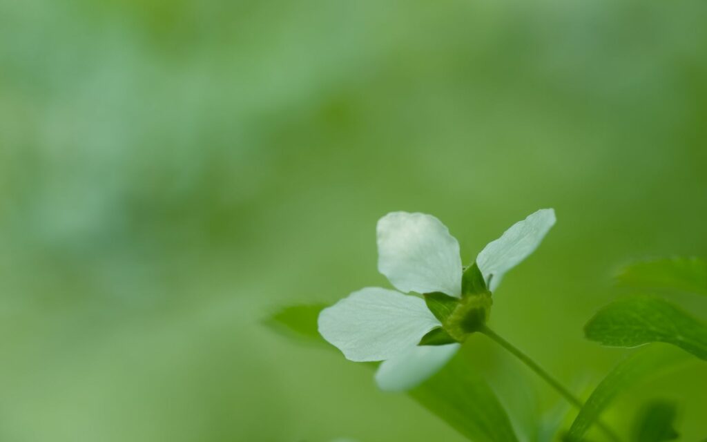 Serene White Flower Wallpaper: Calming Green Grass Background