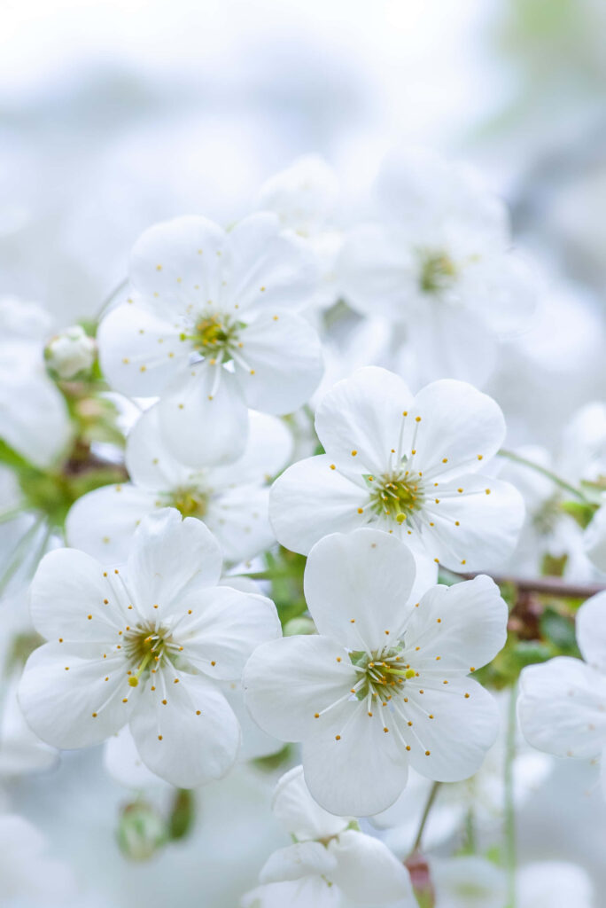 Serene White Flower Wallpaper: Nature's Pure and Calming Background