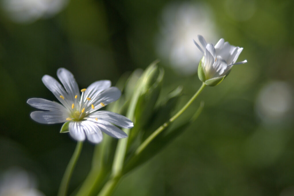 Serene White Flower Wallpaper: Calm Springtime Elegance