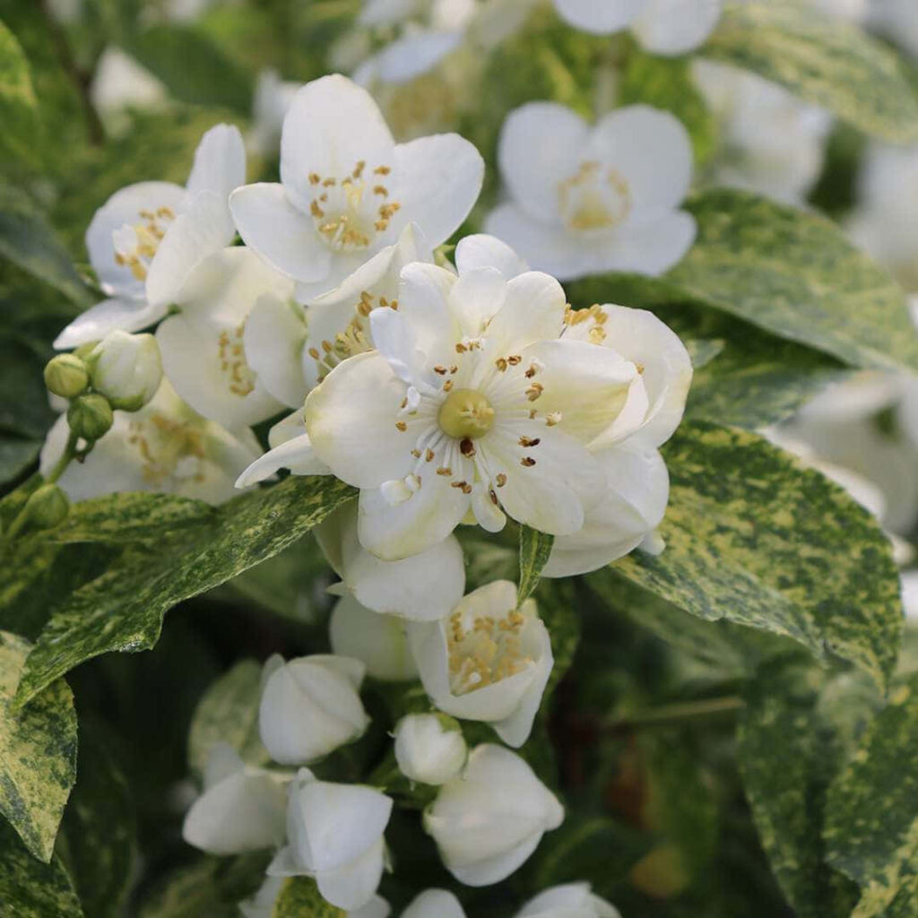 Delicate White Flowers & Lush Green Leaves: A Serene Natural Background Wallpaper